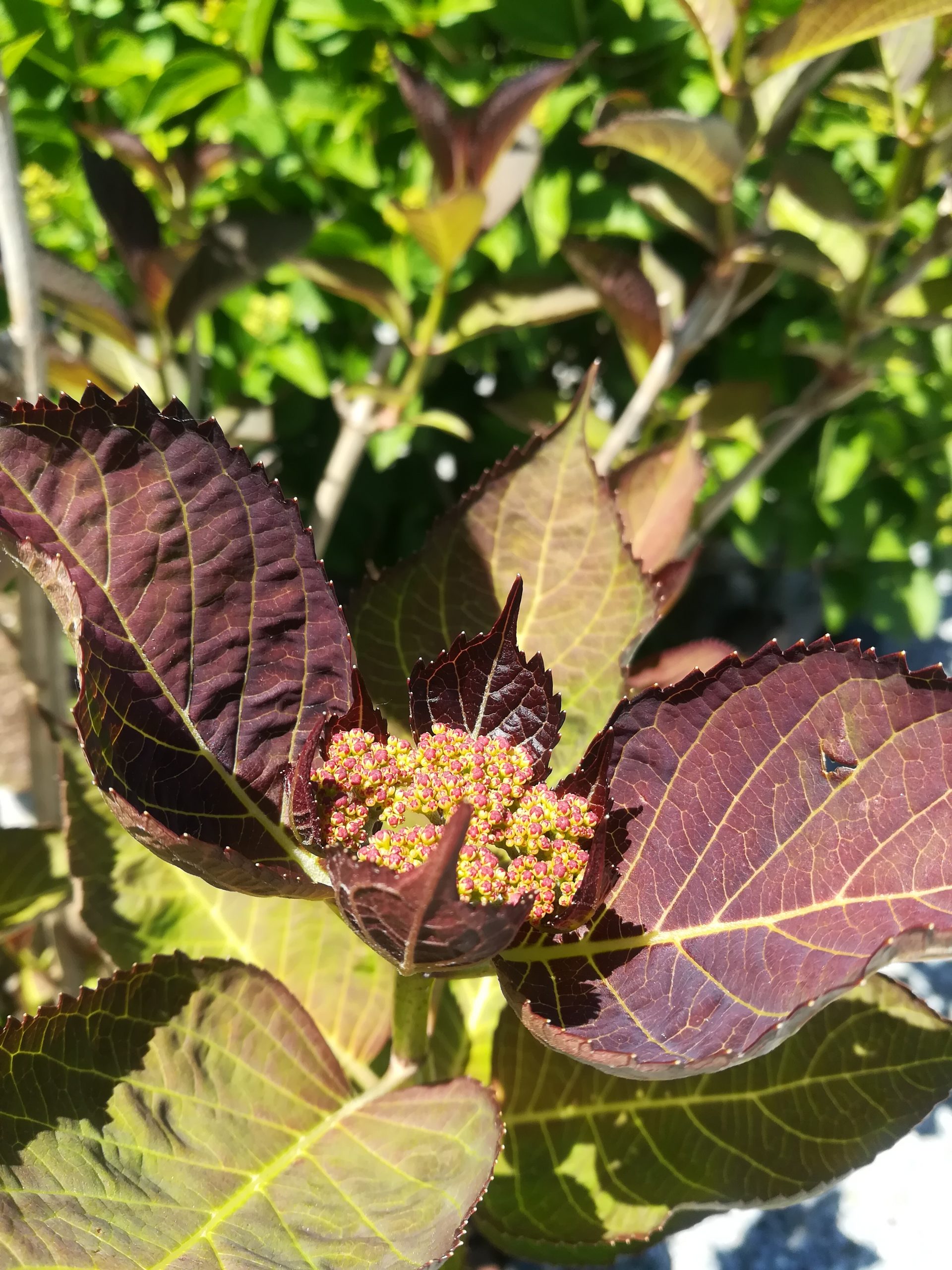 Les Hortensias du Haut Bois Love You Kiss hortensia fleurs plates godet
