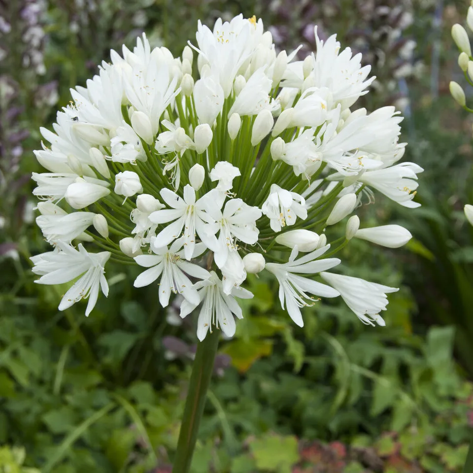 Bakker Plantes vivaces Agapanthe White Heaven vivace pot Ø 9cm blanc