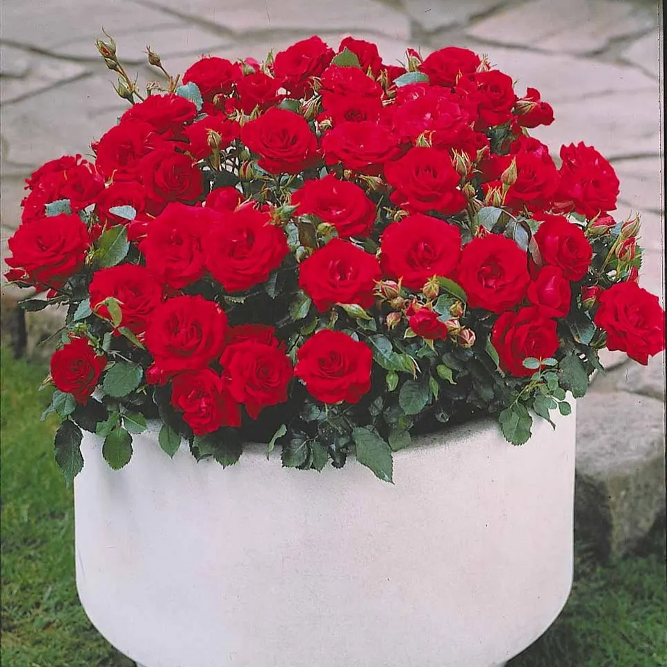 Bakker Mini-rosiers Randilla rouge rosier lot 3 racines nues