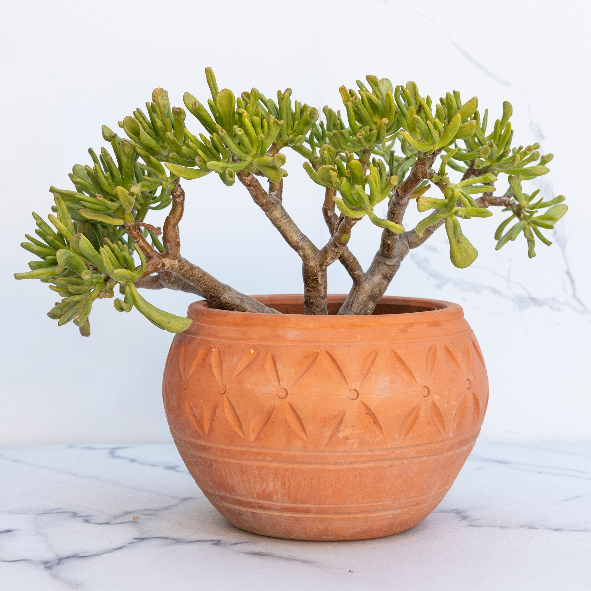 Bakker Crassula ovata Gollum plante grasse pot Ø 12cm 10-20cm