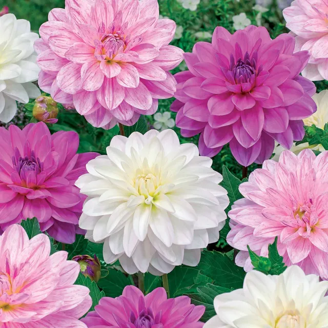 Bakker Dahlia Bonesta bulbe sachet 6 mélange à couper