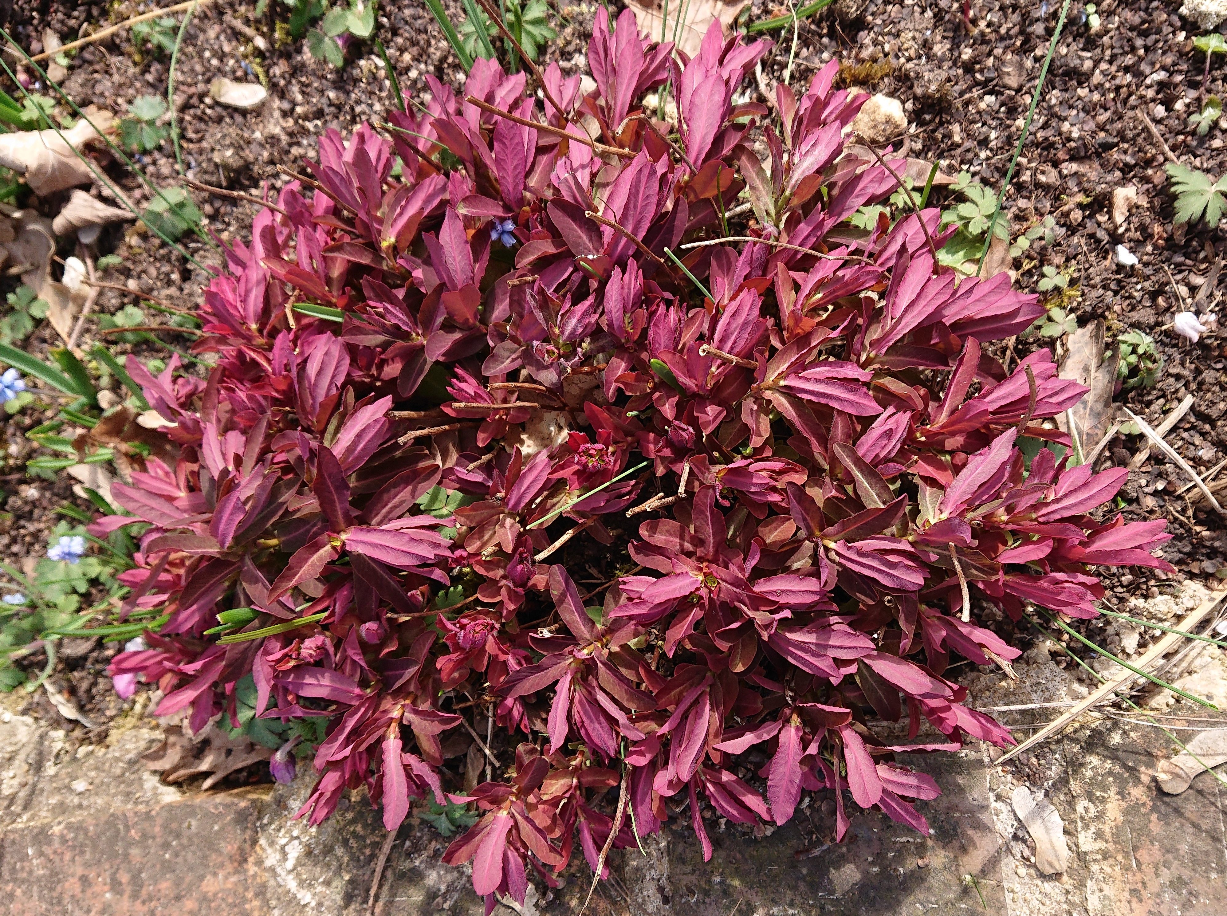 Passion Vivaces Euphorbia Chameleon vivace godet pourpre