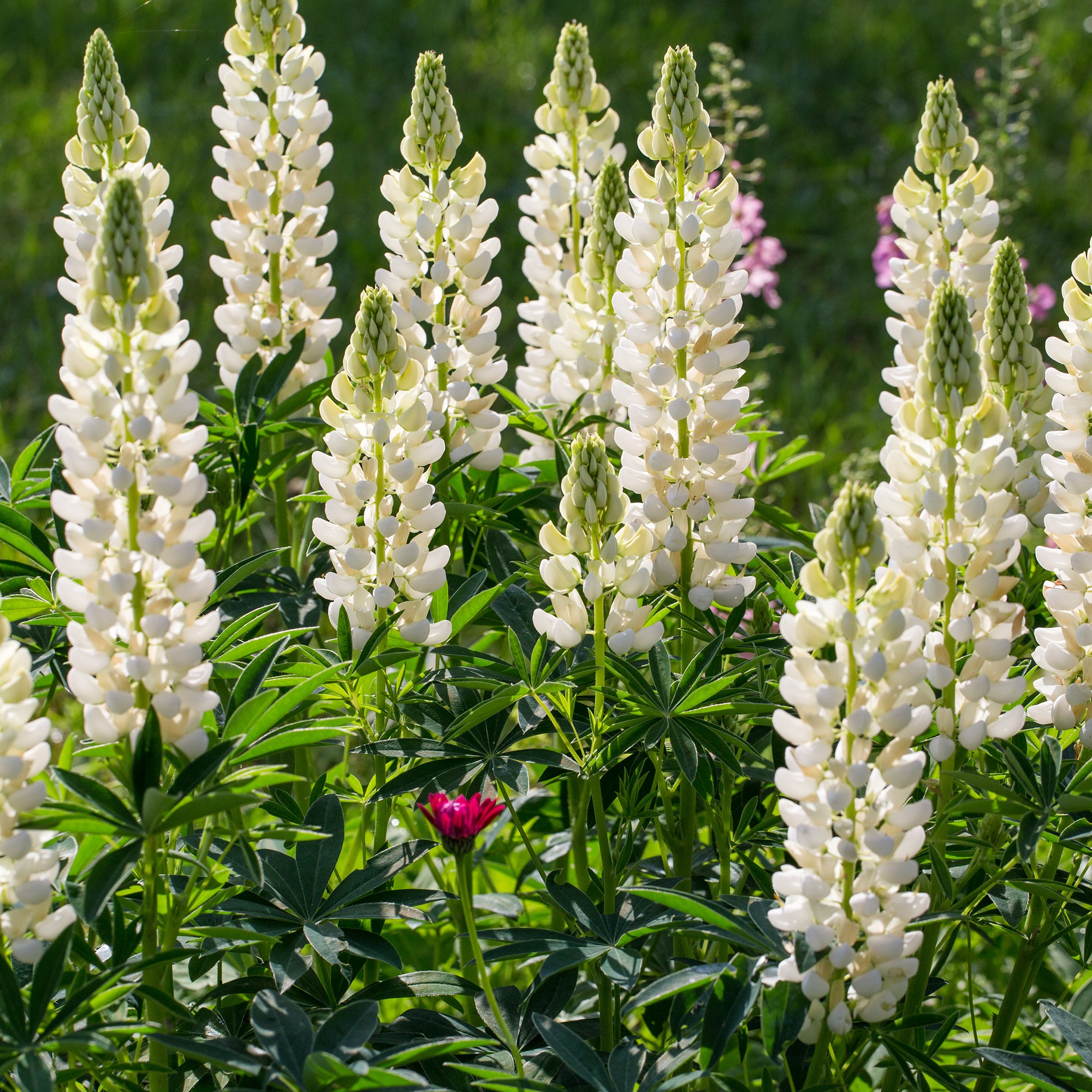 Bakker Vivaces Bleues et Blanches 3 pots Ø 9cm été
