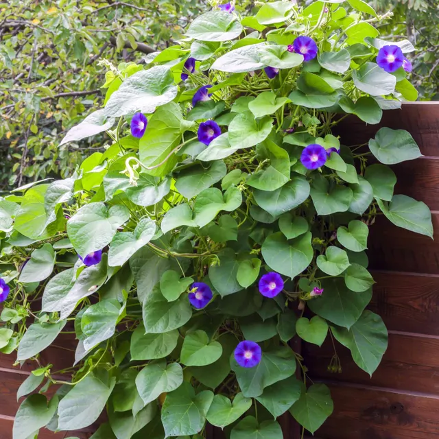 Bakker Ipomée grandes fleurs volubilis pot Ø10,5cm violet