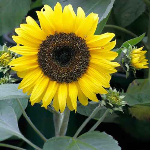 Bakker Tournesol nain Sunspot graines sachet 1,4g 25 graines