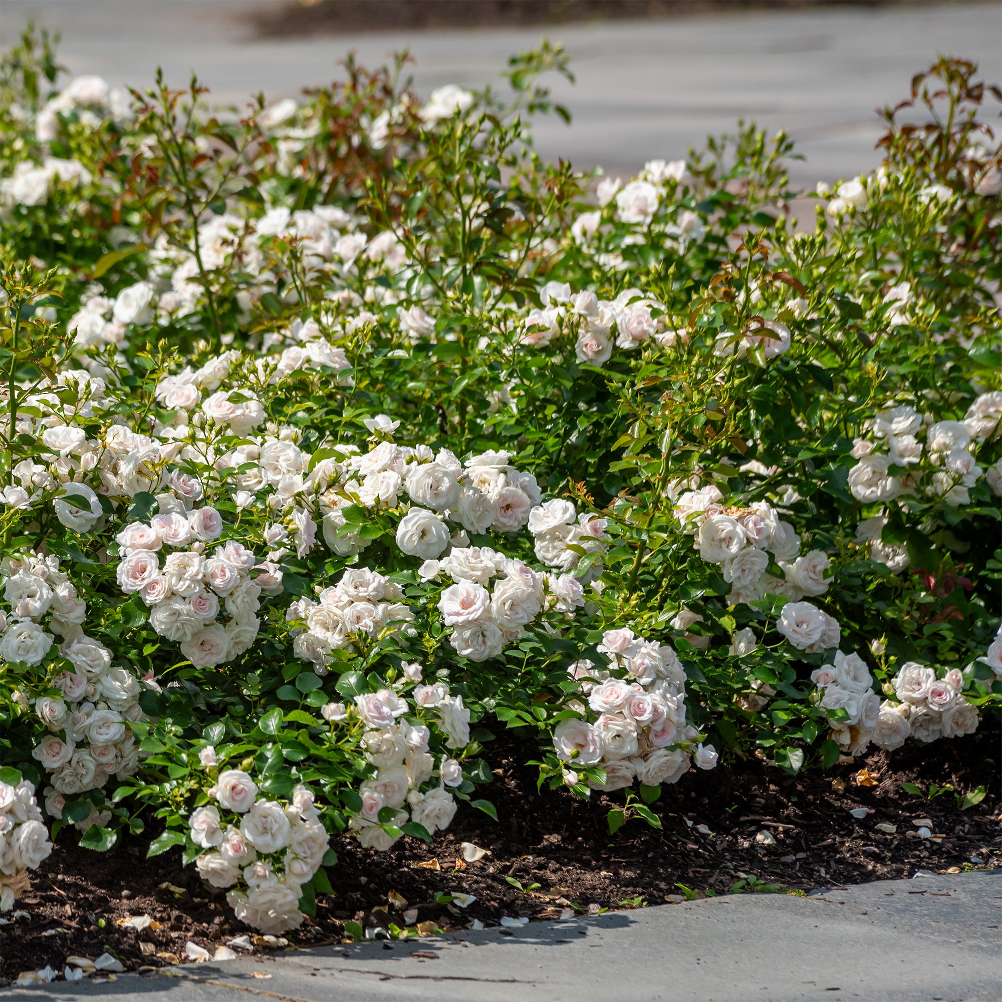 Bakker Rosiers Iceberg rosier blanc pot 3L floraison continue