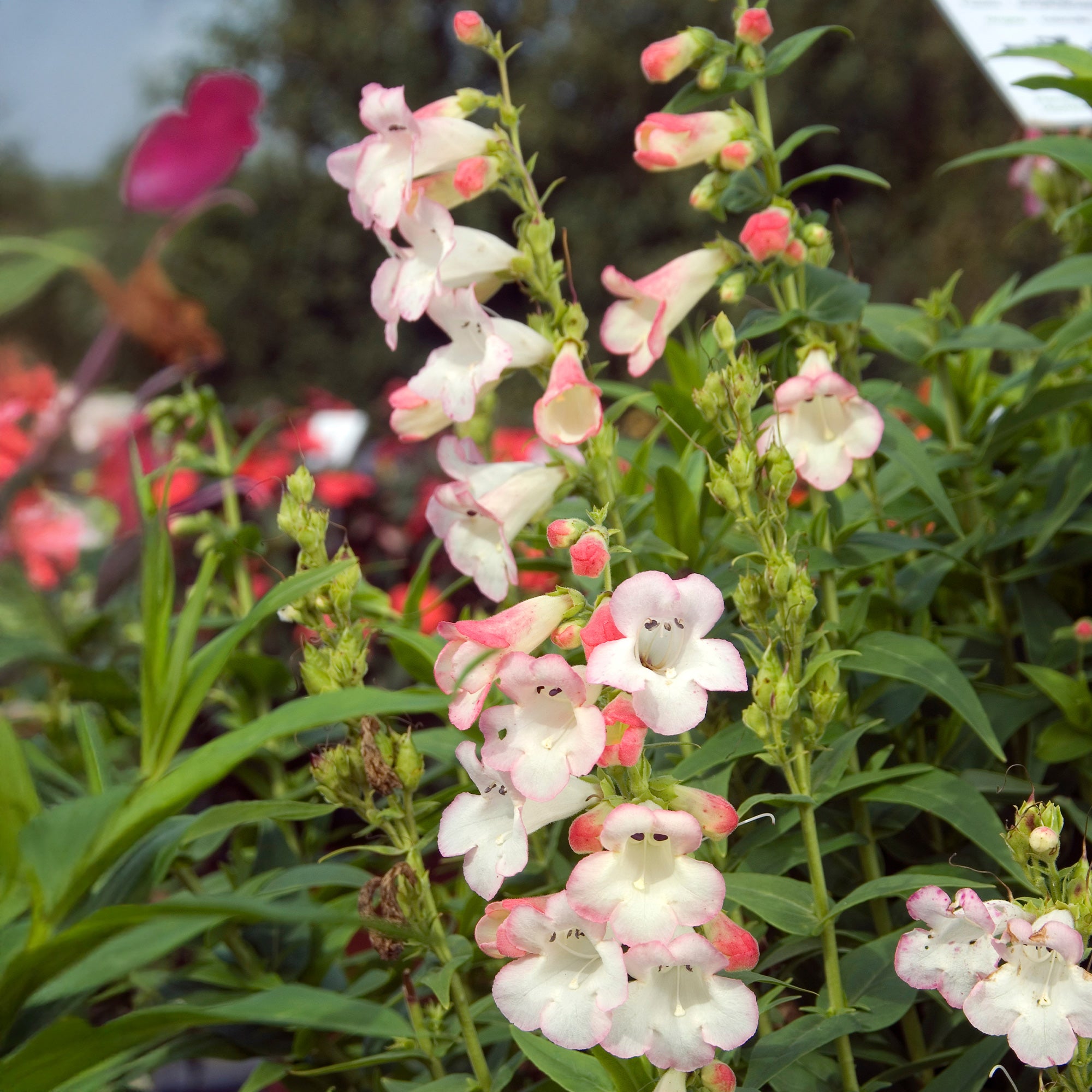 Bakker Galane Apple Blossom Penstemon rose pot 8cm
