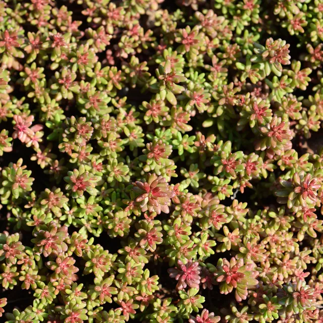 Bakker Plantes vivaces Sedum album Murale orpin blanc pot 9cm