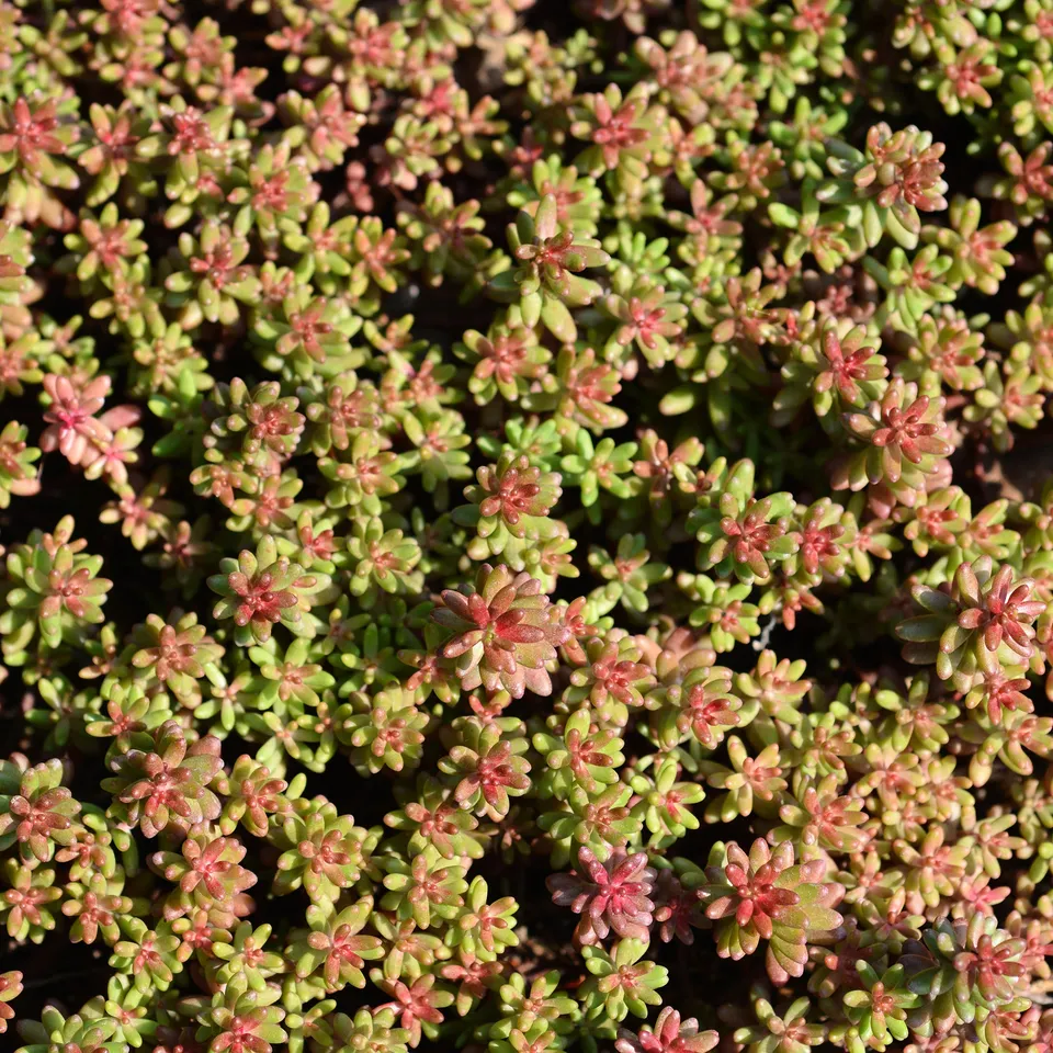 Bakker Plantes vivaces Sedum album Murale orpin blanc pot 9cm