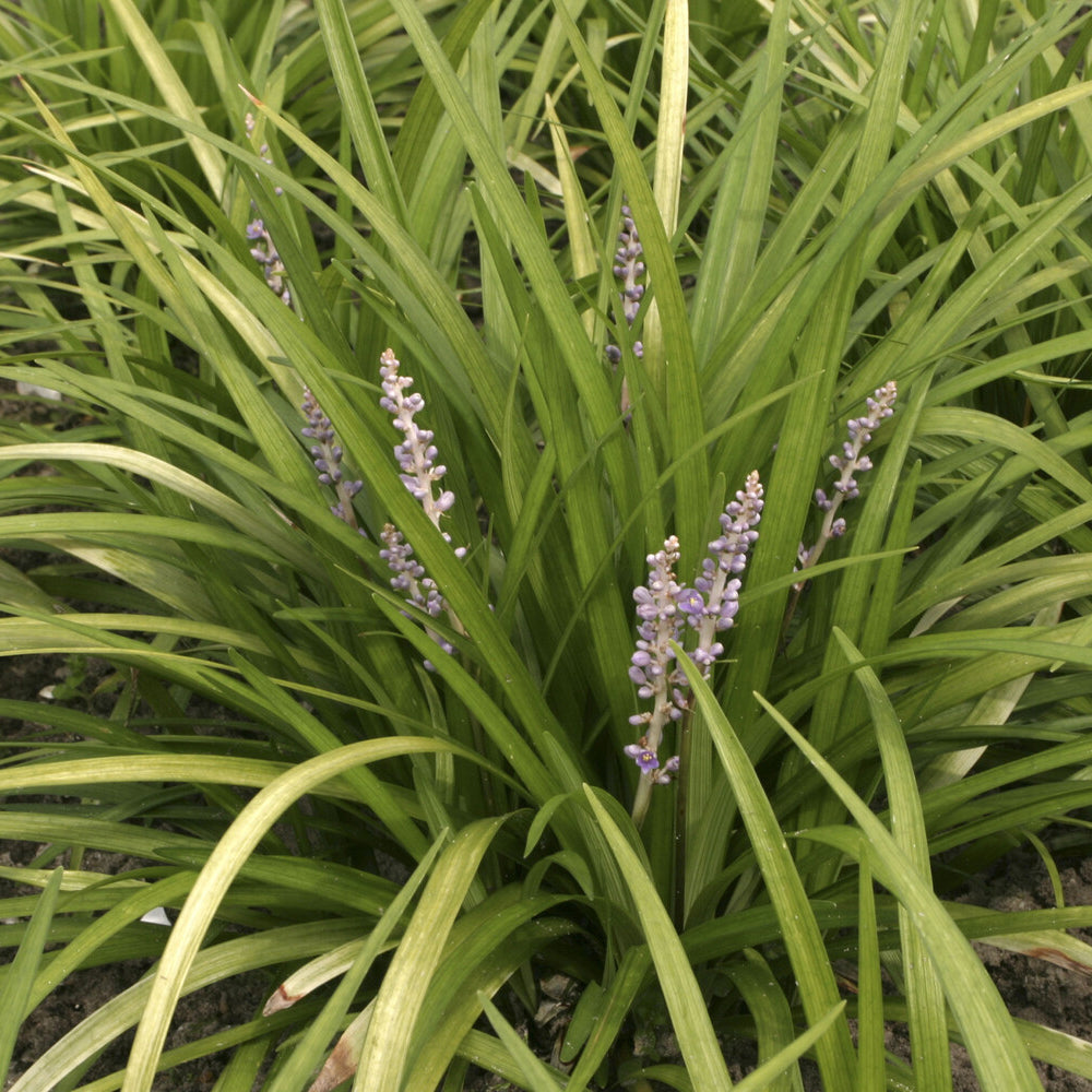 Bakker Liriope spicata couvre-sol pot Ø 9cm violet ombre