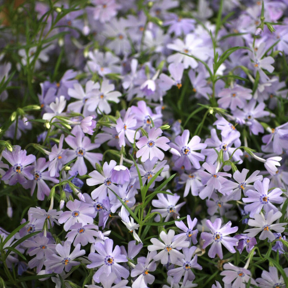 Bakker Emerald Cushion Blue phlox mousse pot 9cm violet