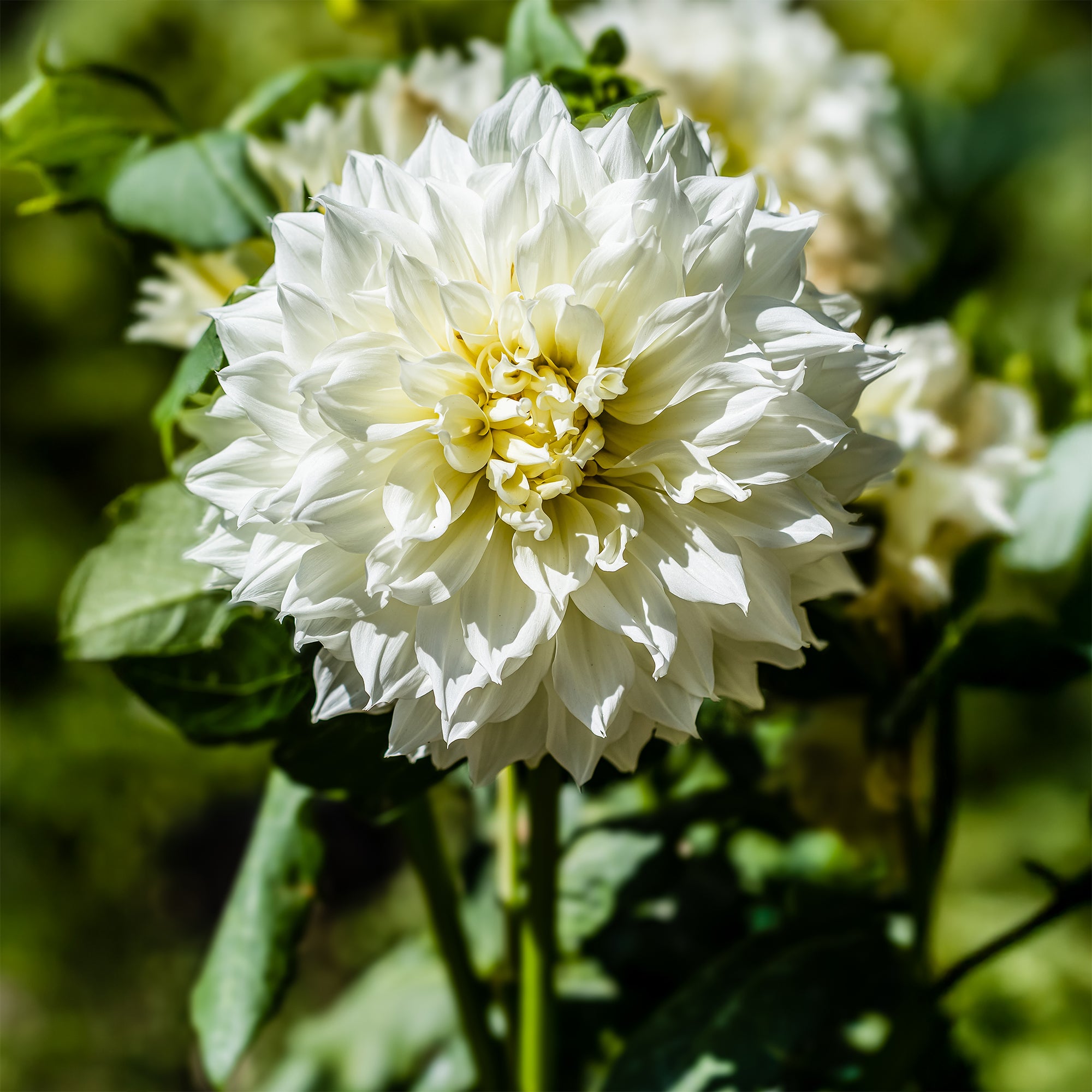 Bakker Dahlia Fleurel bulbe fleur sachet 3 géant blanc