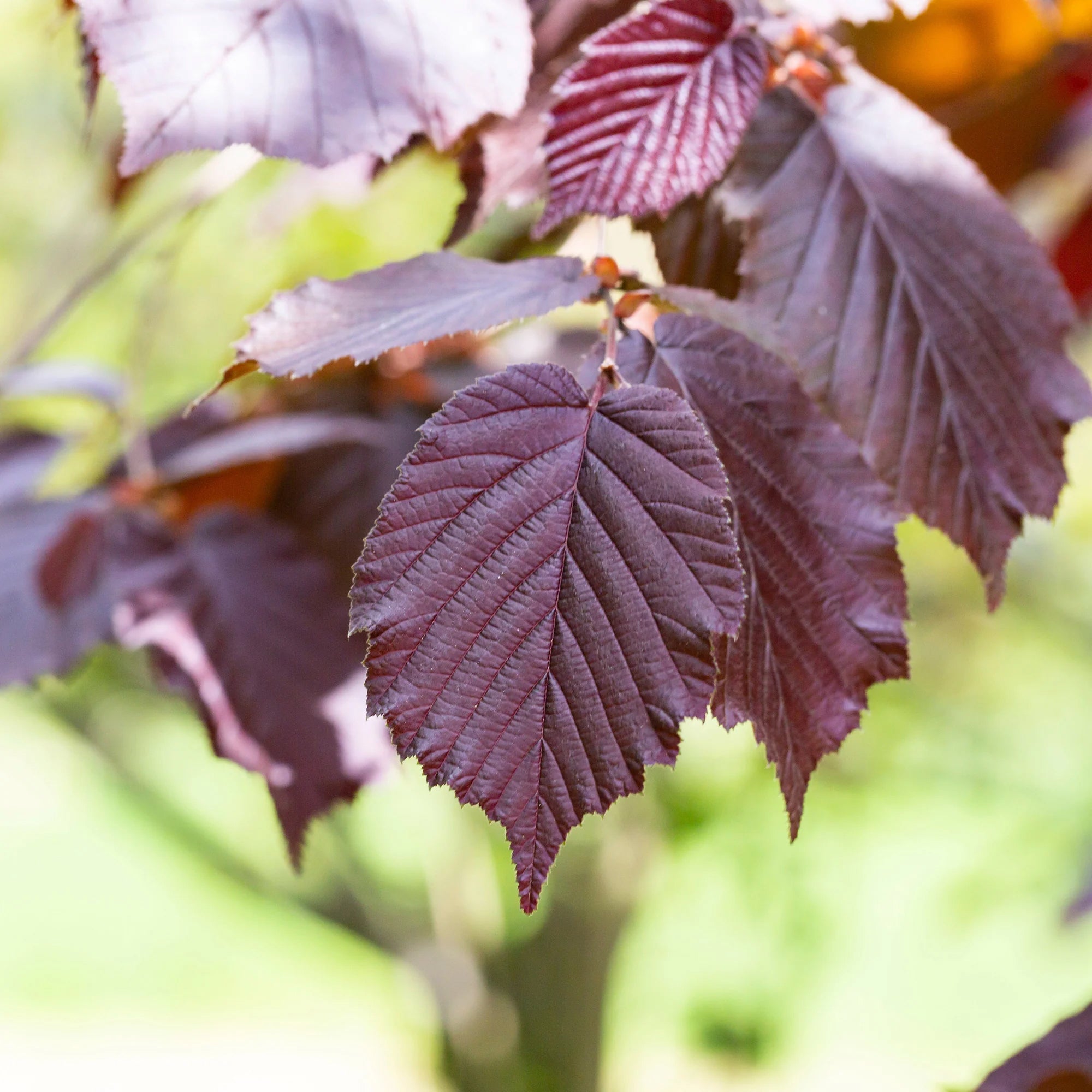 Bakker Fruitiers Noisetier Rote Zellernuss arbuste pot 5L pourpre