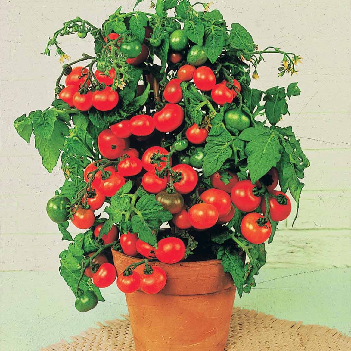 Bakker Tomate cerise Tiny Tim graines 0,5g pour balcon
