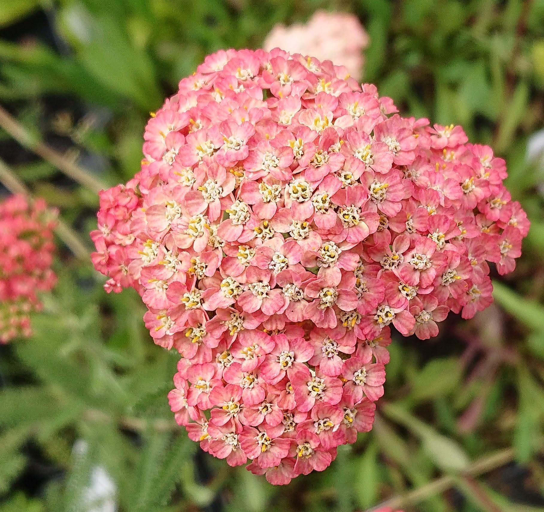 Passion Vivaces ACHILLEA millefolium Lachsschönheit vivace godet
