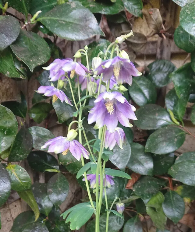 Passion Vivaces Aquilegia Clematifolia Bleu Ciel ancolie godet