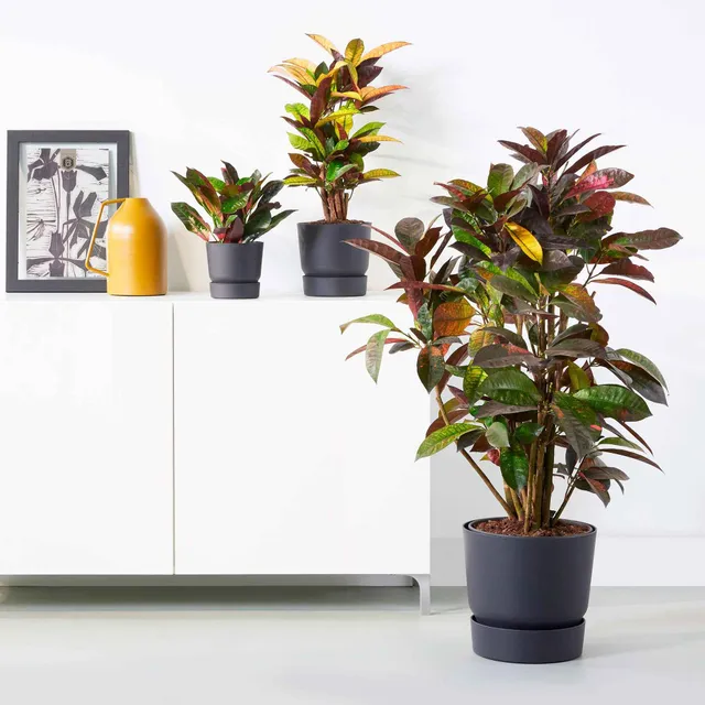 Bakker Greenville Pot Elho Greenville noir 30 cm plastique lisse