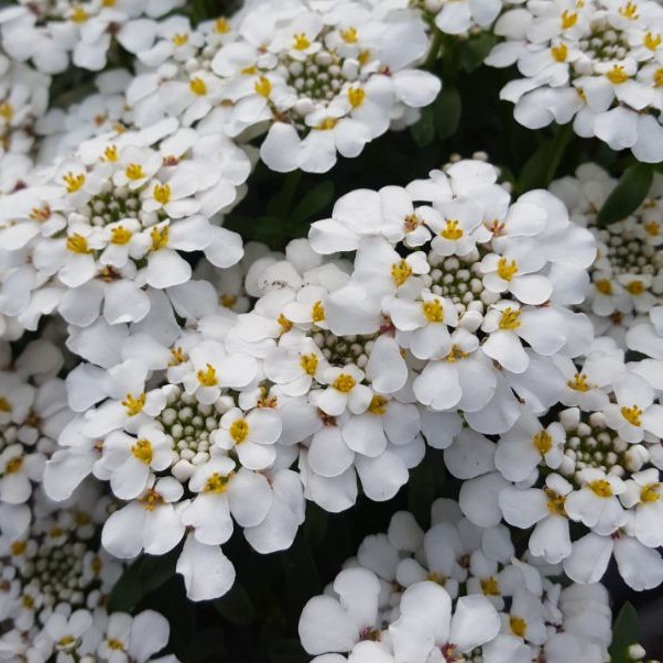 Passion Vivaces Iberis sempervirens Masterpiece vivace blanche
