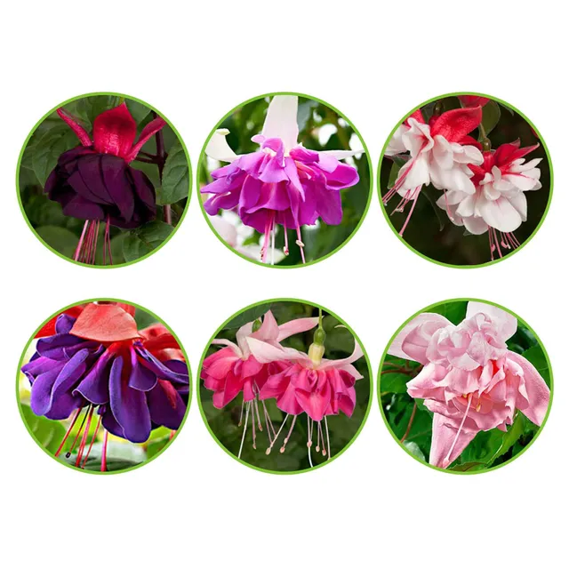 Bakker Fuchsias All in One fleur retombante 6 pots bicolore