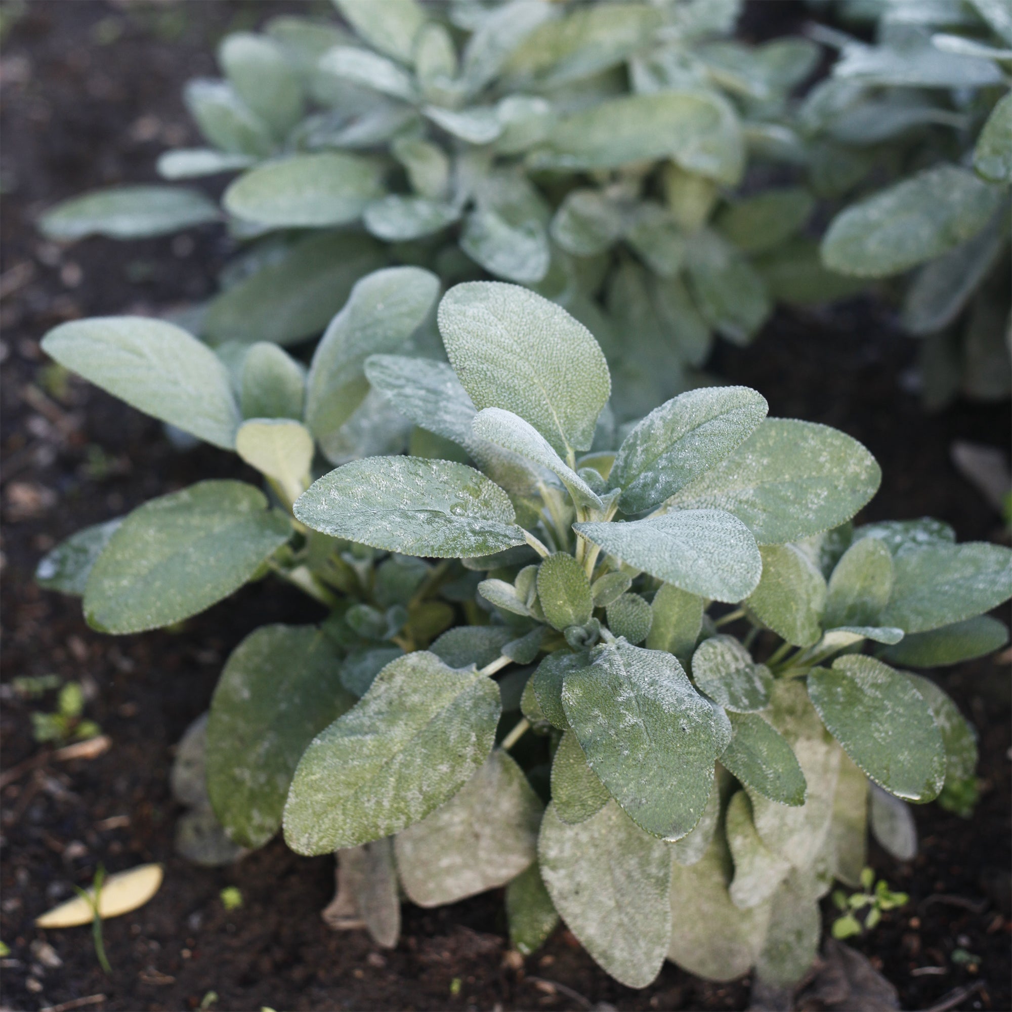 Bakker Plantes vivaces Sauge Berggarten aromatique pot Ø9cm
