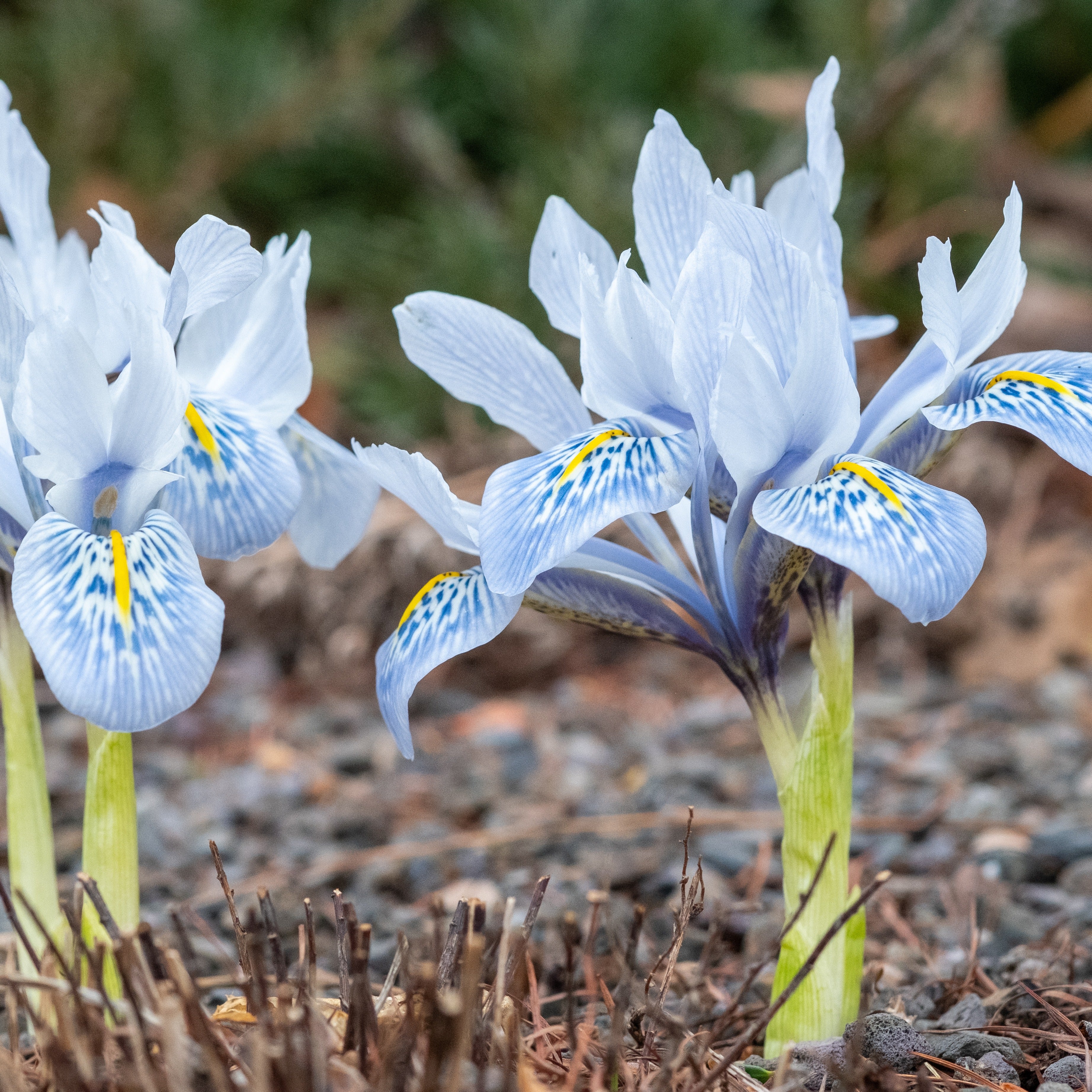 Bakker Iris Katherine Hodgkin 10 bulbes bleu