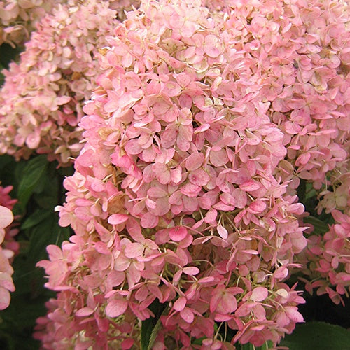 Bakker Hortensia Magical Candle paniculé pot 3 L crème rose