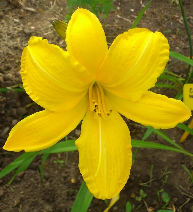 Passion Vivaces HEMEROCALLIS Carthweels lis pot 1 litre jaune d'or