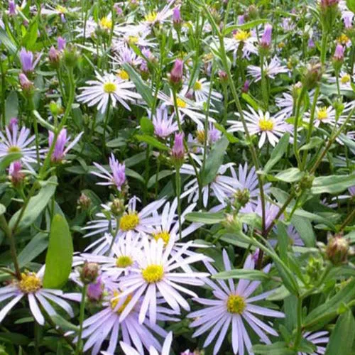 Bakker Vivaces Aster Pyrénées Lutetia pot Ø9cm mauve