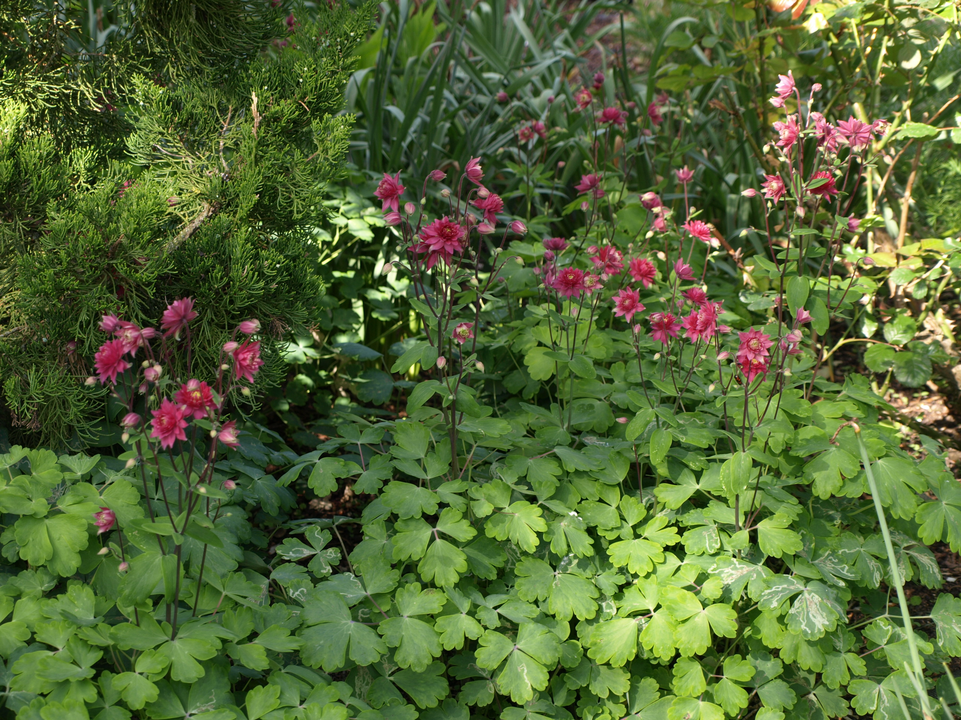 Passion Vivaces Aquilegia Ruby Port ancolie godet rouge double