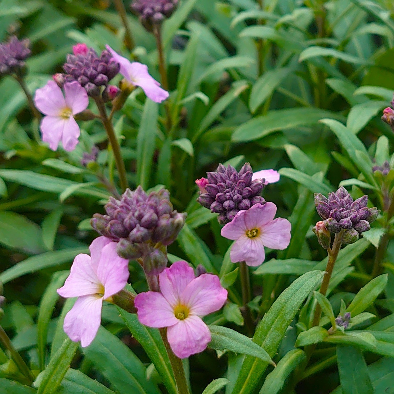 Passion Vivaces Erysimum Poem Lavender giroflée arbustive violet mauve