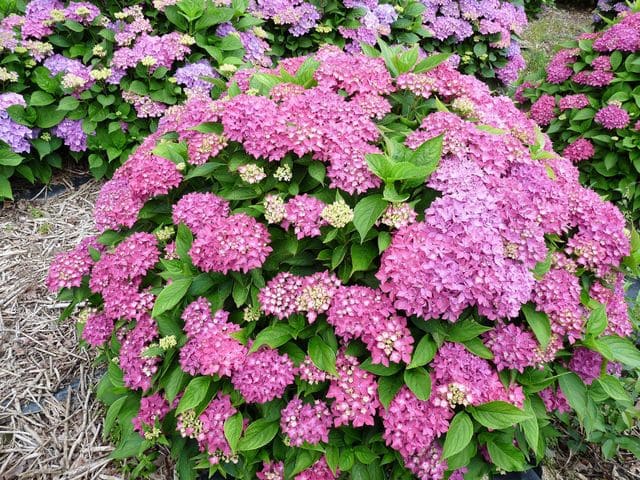 Les Hortensias du Haut Bois Hornli hortensia fleurs rondes godet