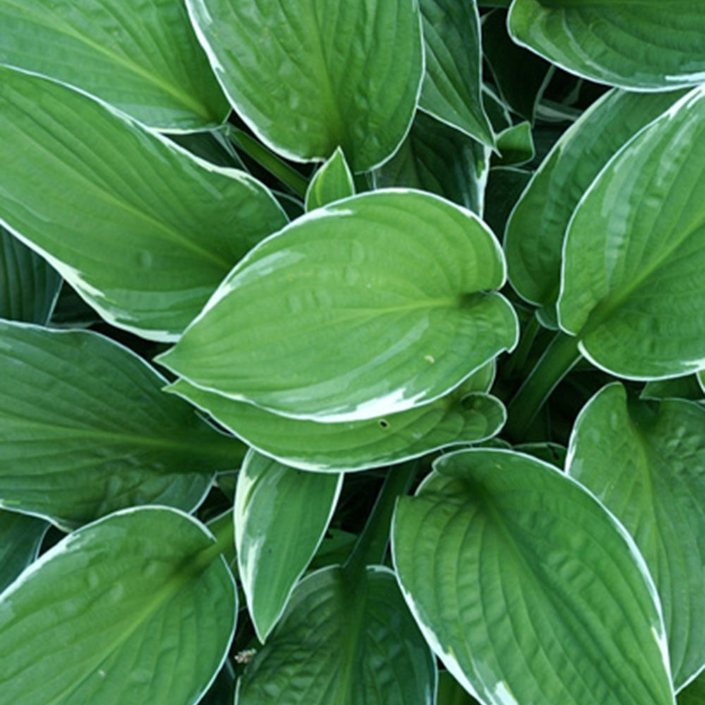 Bakker Hosta Francee plante vivace pot 8cm feuillage panaché