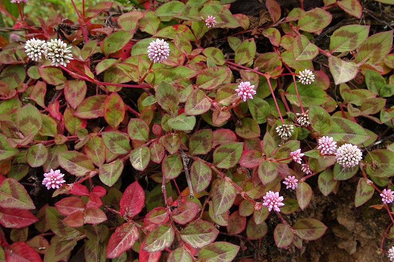 Passion Vivaces Persicaria capitata plante vivace couvre-sol godet