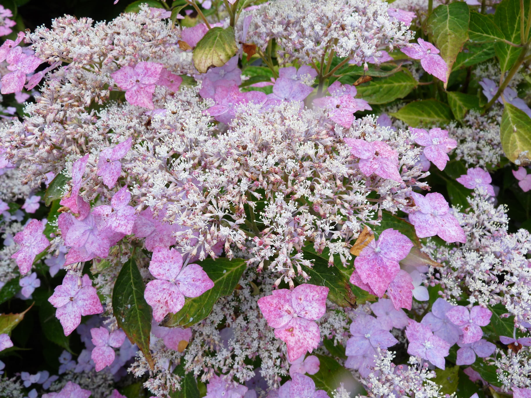 Les Hortensias du Haut Bois Water saphir hortensia serrata godet