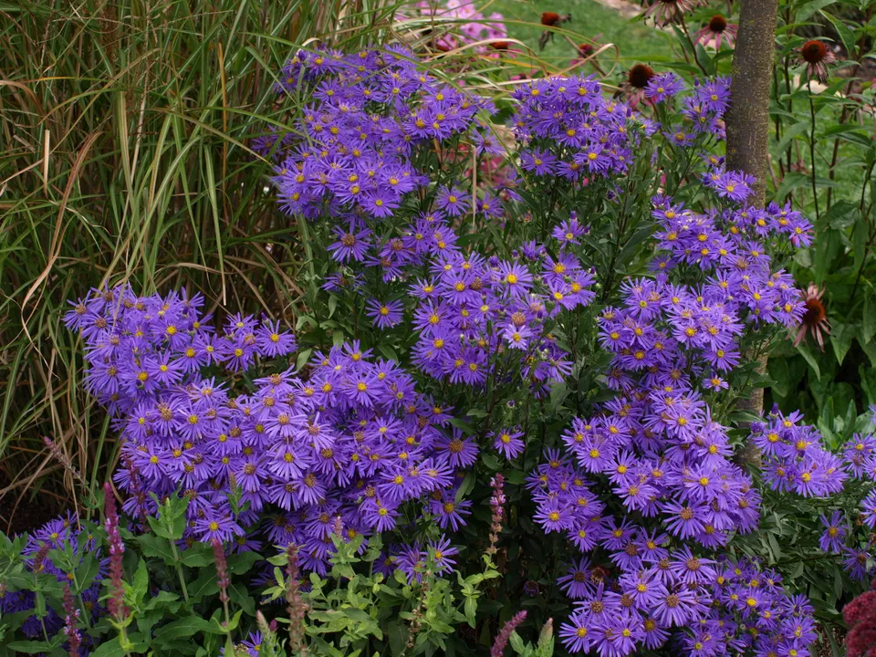 Passion Vivaces Aster amellus Sonora plante vivace godet bleu soutenu