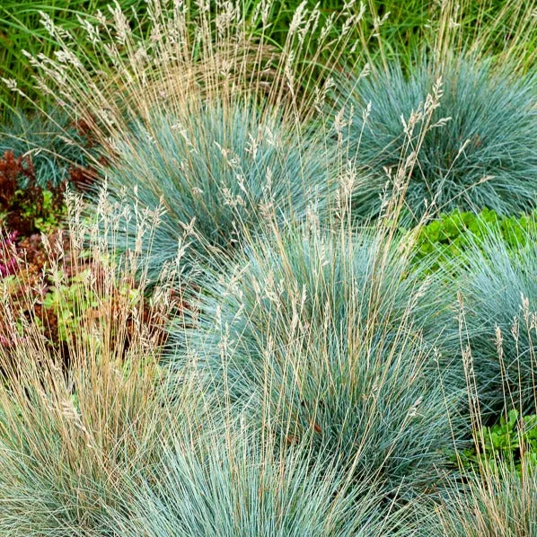 Bakker Plantes Fétuque bleue Elijah Blue graminée pot 9 cm