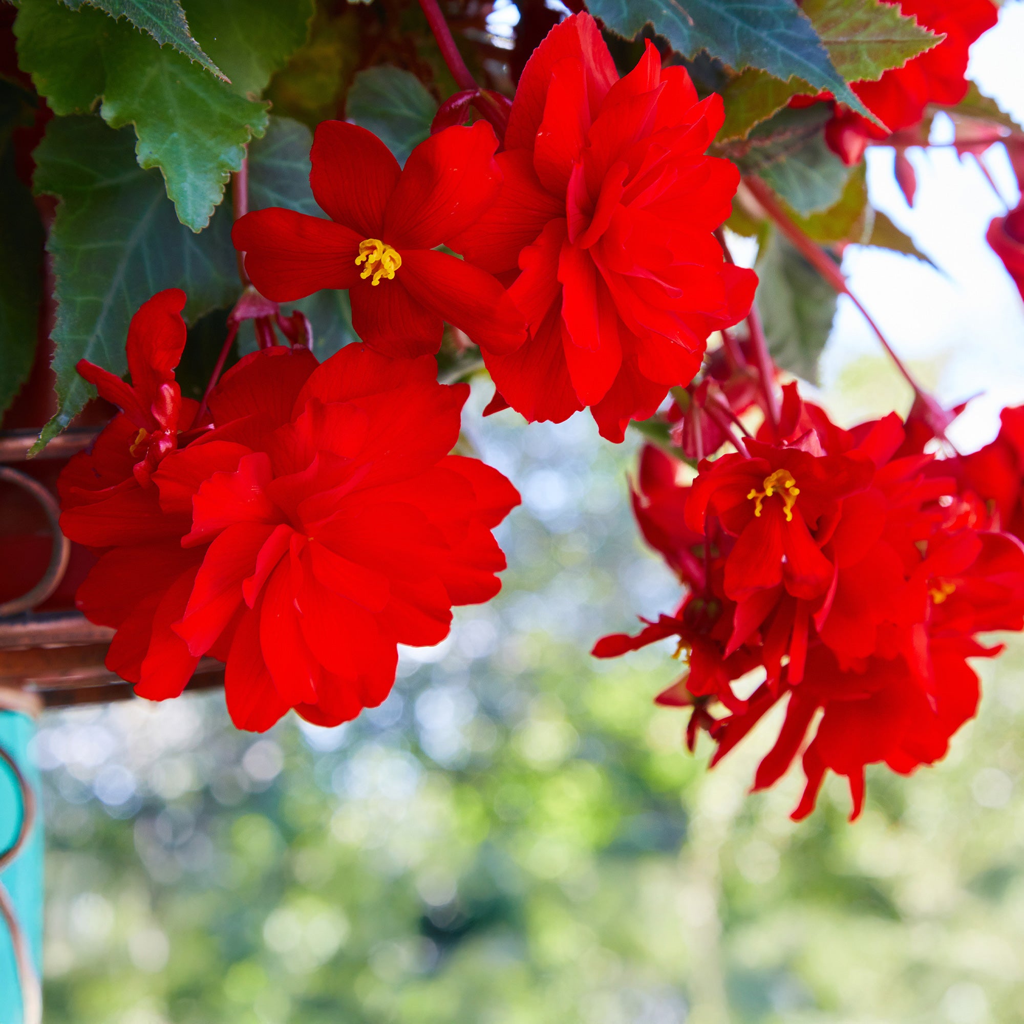 Bakker Bégonia retombant rouge pot 10,5cm mi-ombre