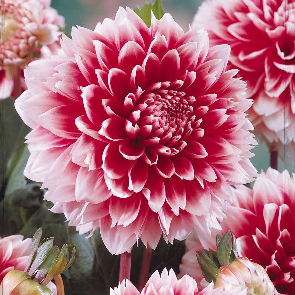 Bakker Fubuki dahlia décoratif 3 bulbes rouge blanc