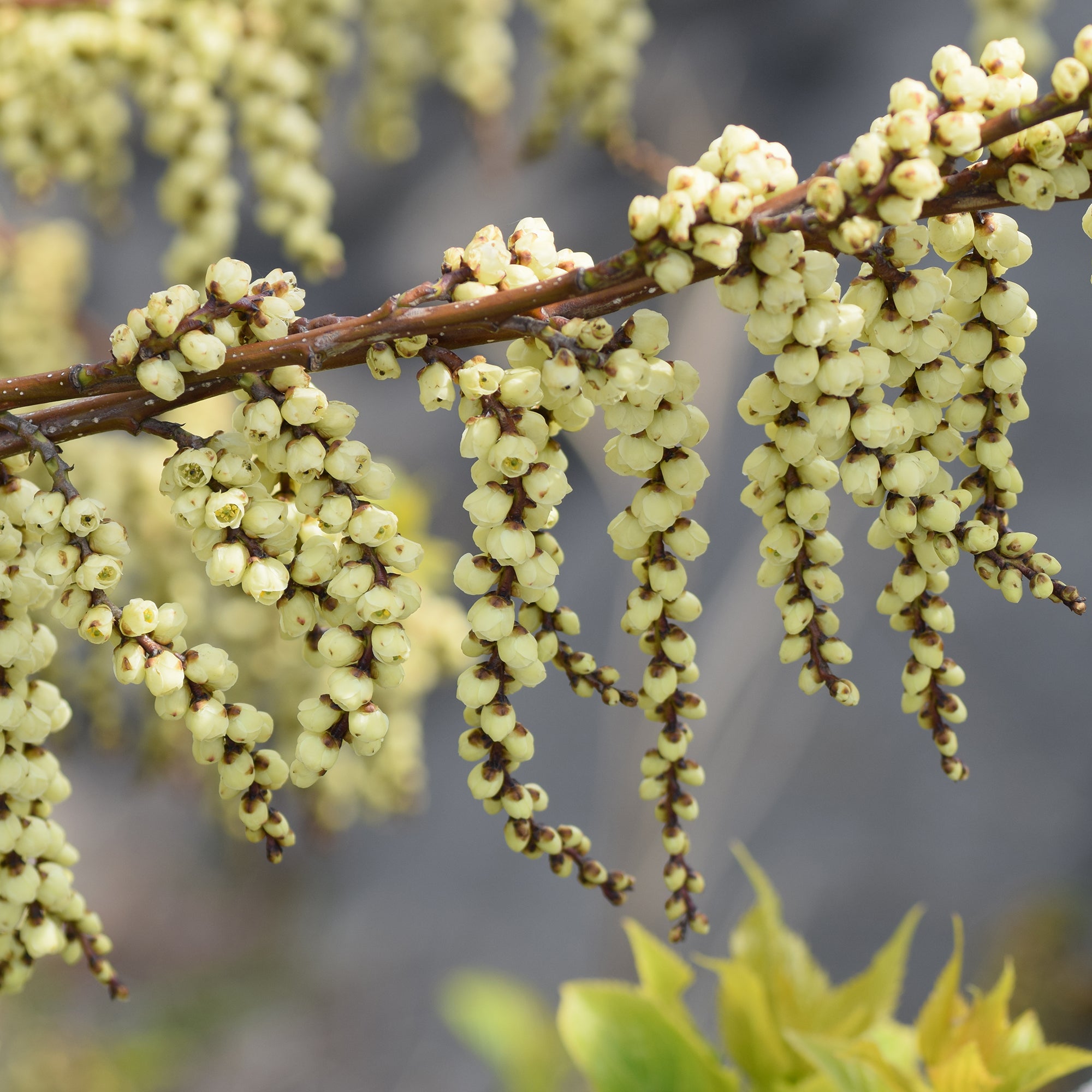 Bakker Terrasse Stachyurus Joy Forever pot 3L crème hiver