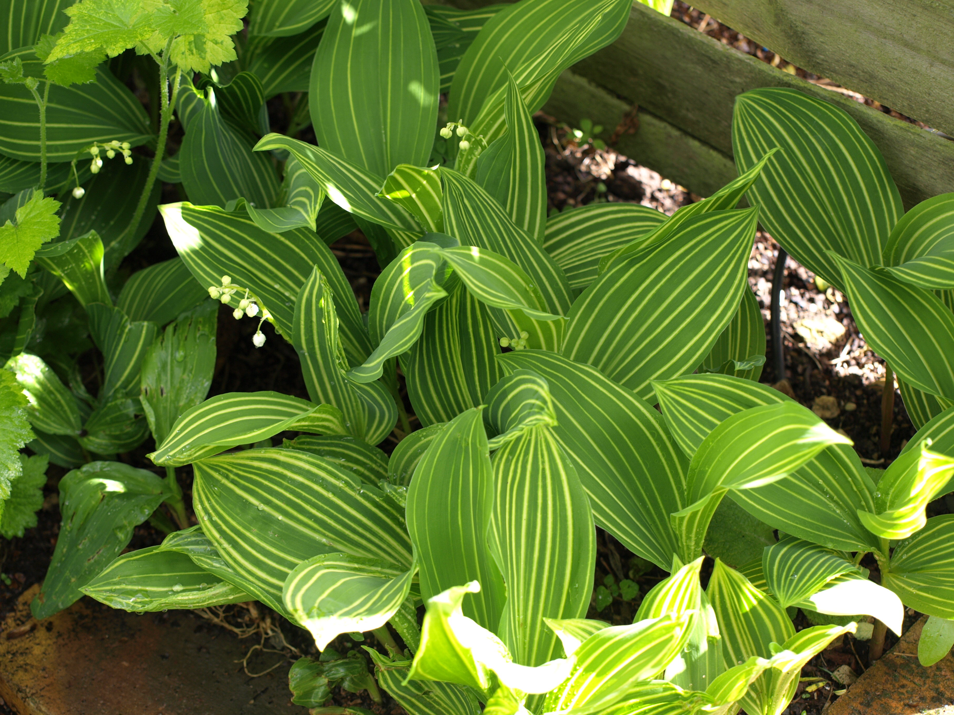Convallaria muguet godet couvre-sol parfumé ombre