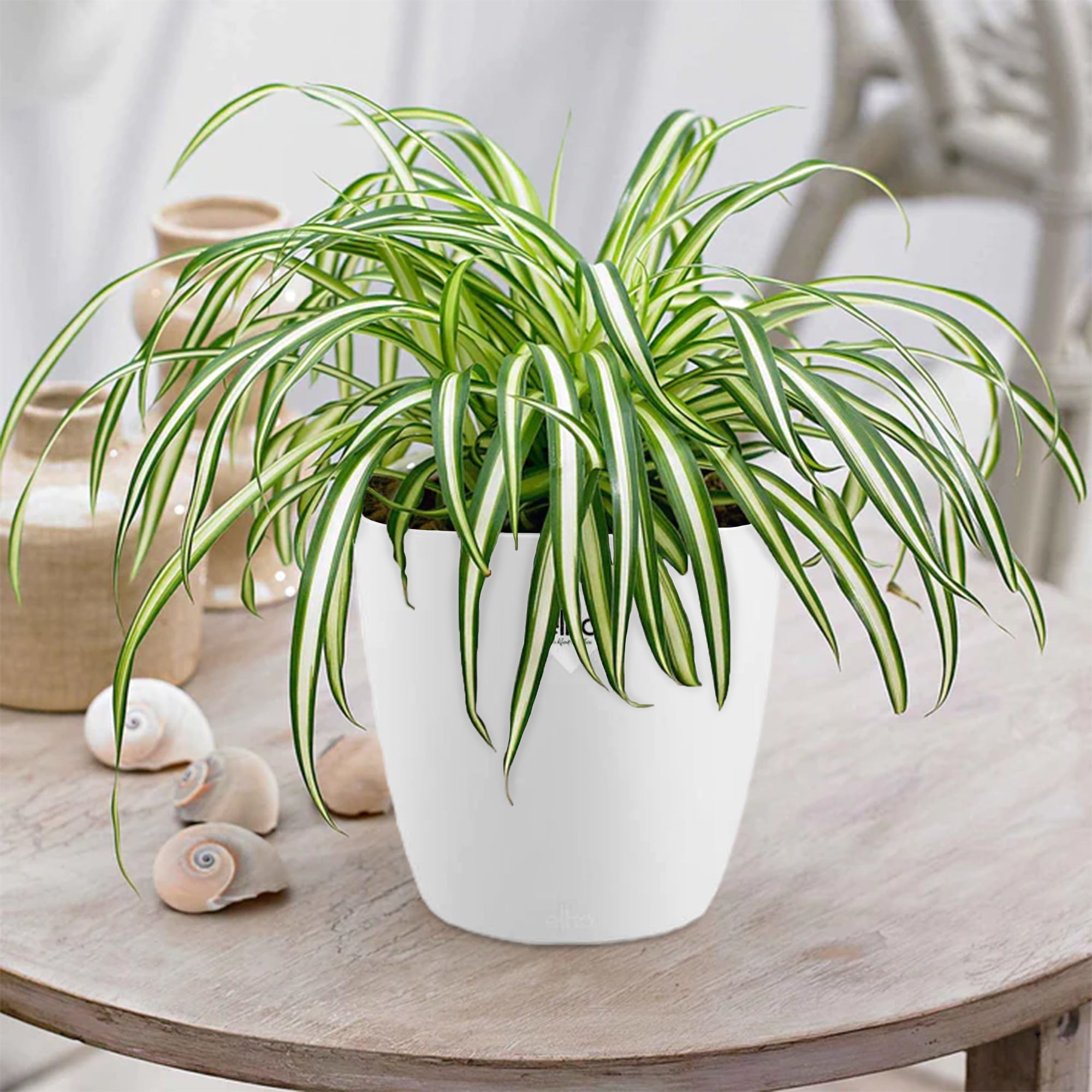 Bakker Chlorophytum Atlantic plante verte 2 pots Ø12cm