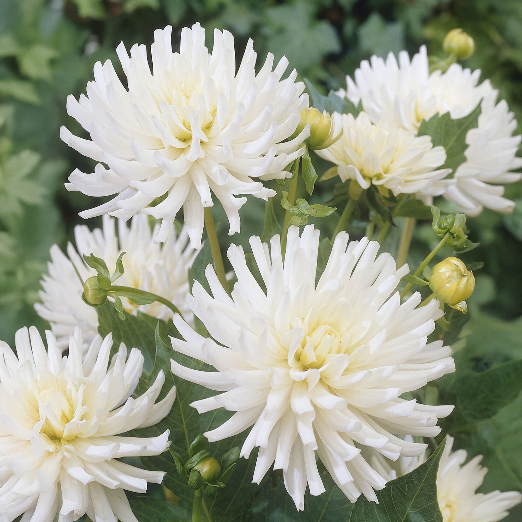 Bakker White Happiness dahlia cactus nain blanc 3 bulbes