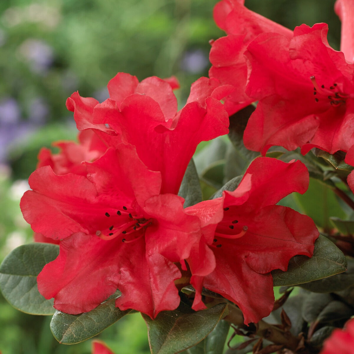 Bakker Scarlet Wonder rhododendron pot 3L rouge nain