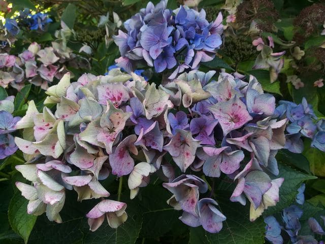 Les Hortensias du Haut Bois Pfau hortensia fleurs plates
