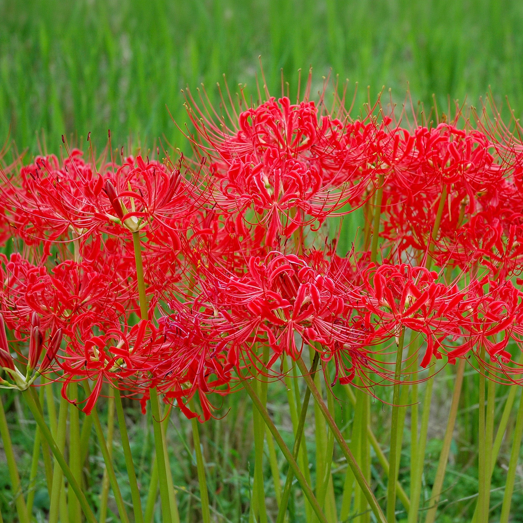 Bakker Lis araignée rouge bulbes sachet 3 floraison automne