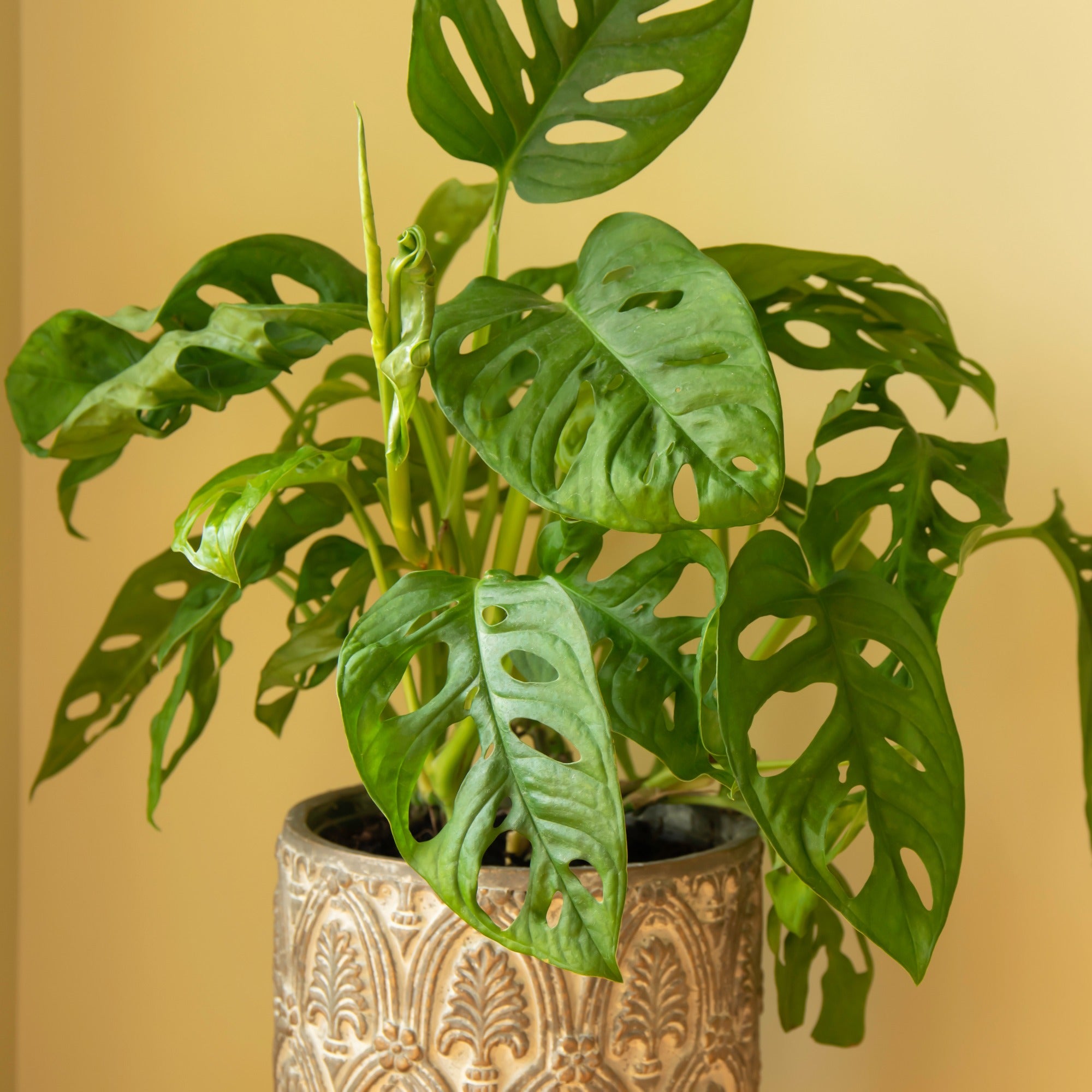 Bakker Plantes d'intérieur Monstera Monkey Mask pot Ø12cm verte