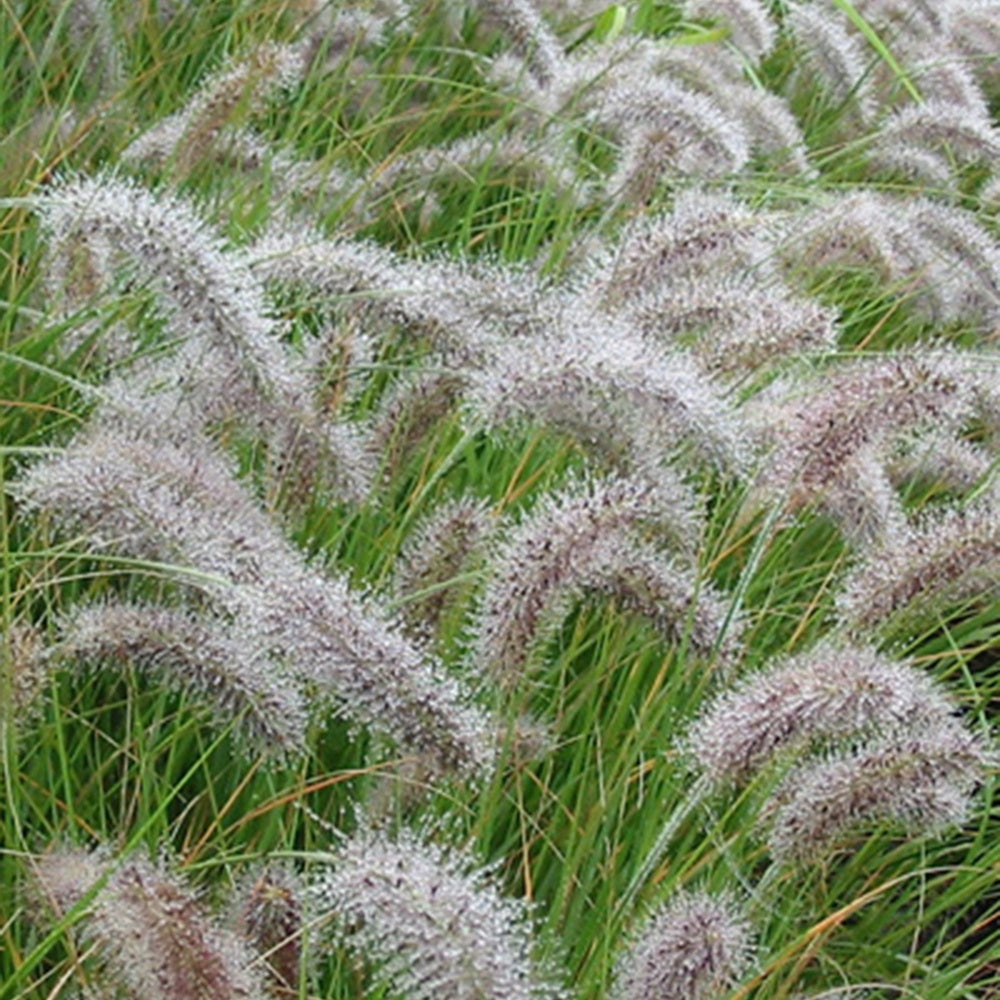 Bakker Pennisetum Herbe aux écouvillons graminée pot 9cm