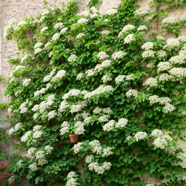 Bakker Hortensia grimpant pot Ø 9cm plante grimpante blanche