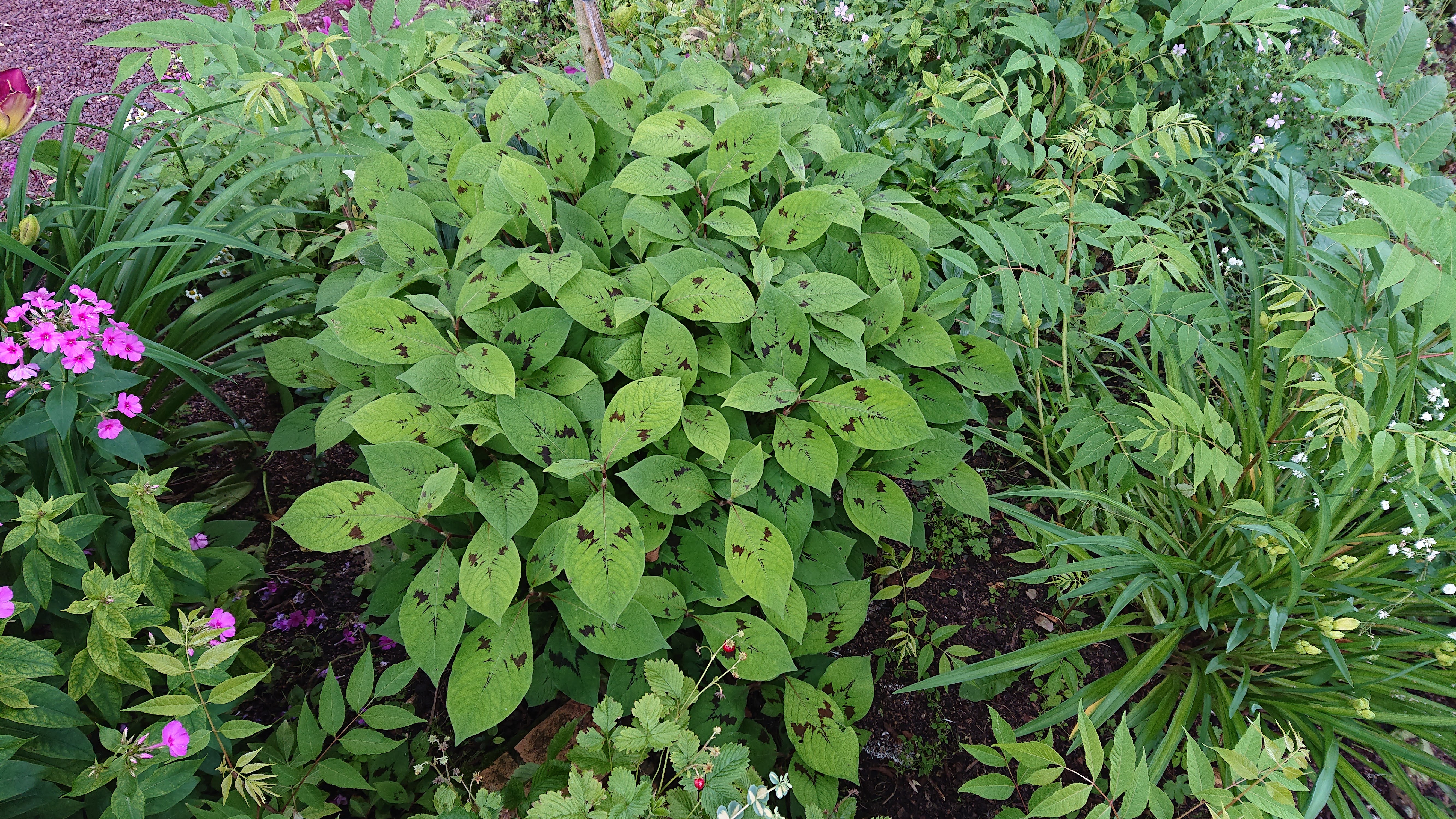 Passion Vivaces Persicaria virginiana renouée framboise godet