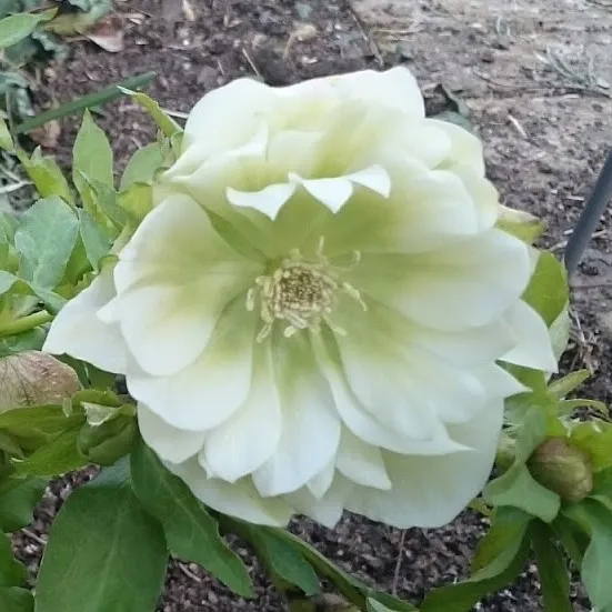 Passion Vivaces Helleborus Double Ellen White plante vivace blanc